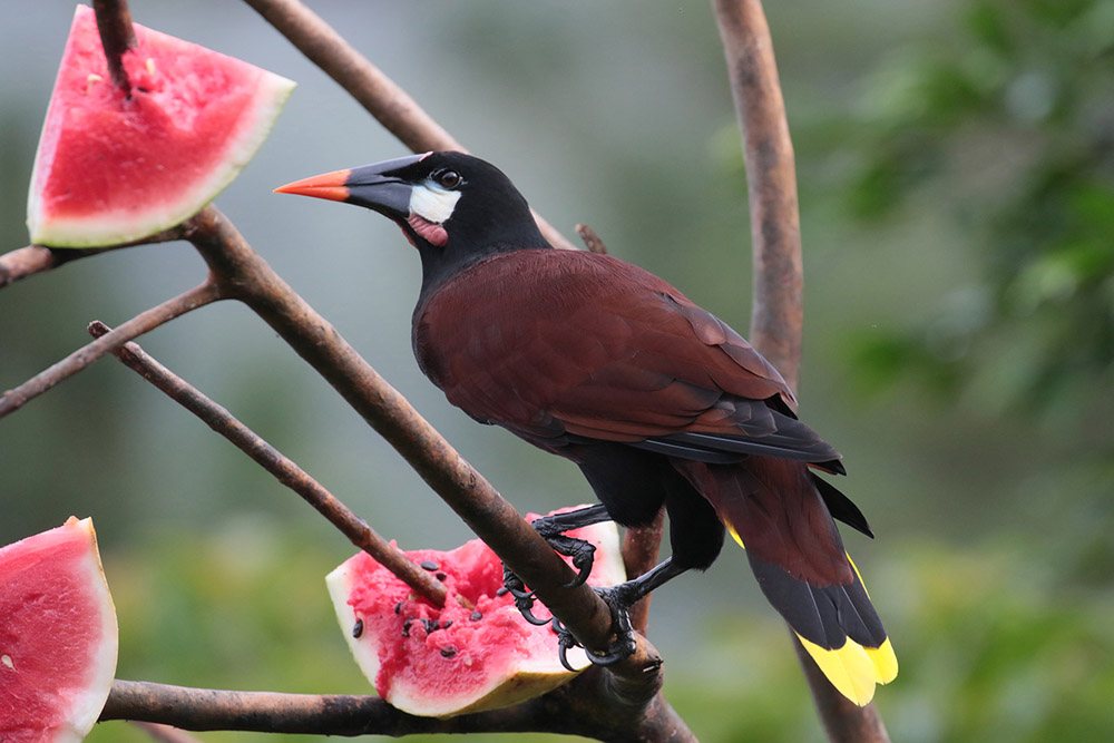 Montezuma Oropendola